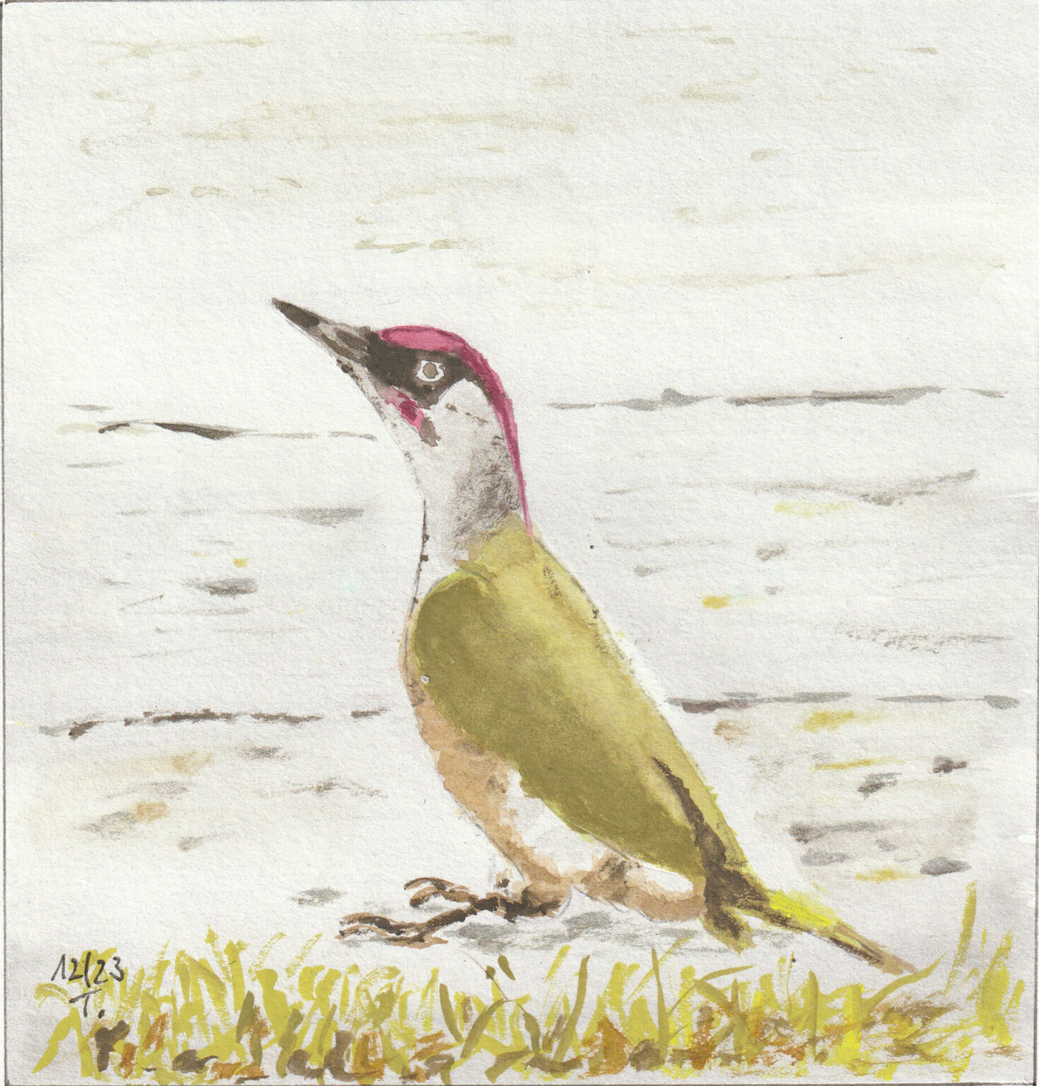 Grünspecht / Aquarell