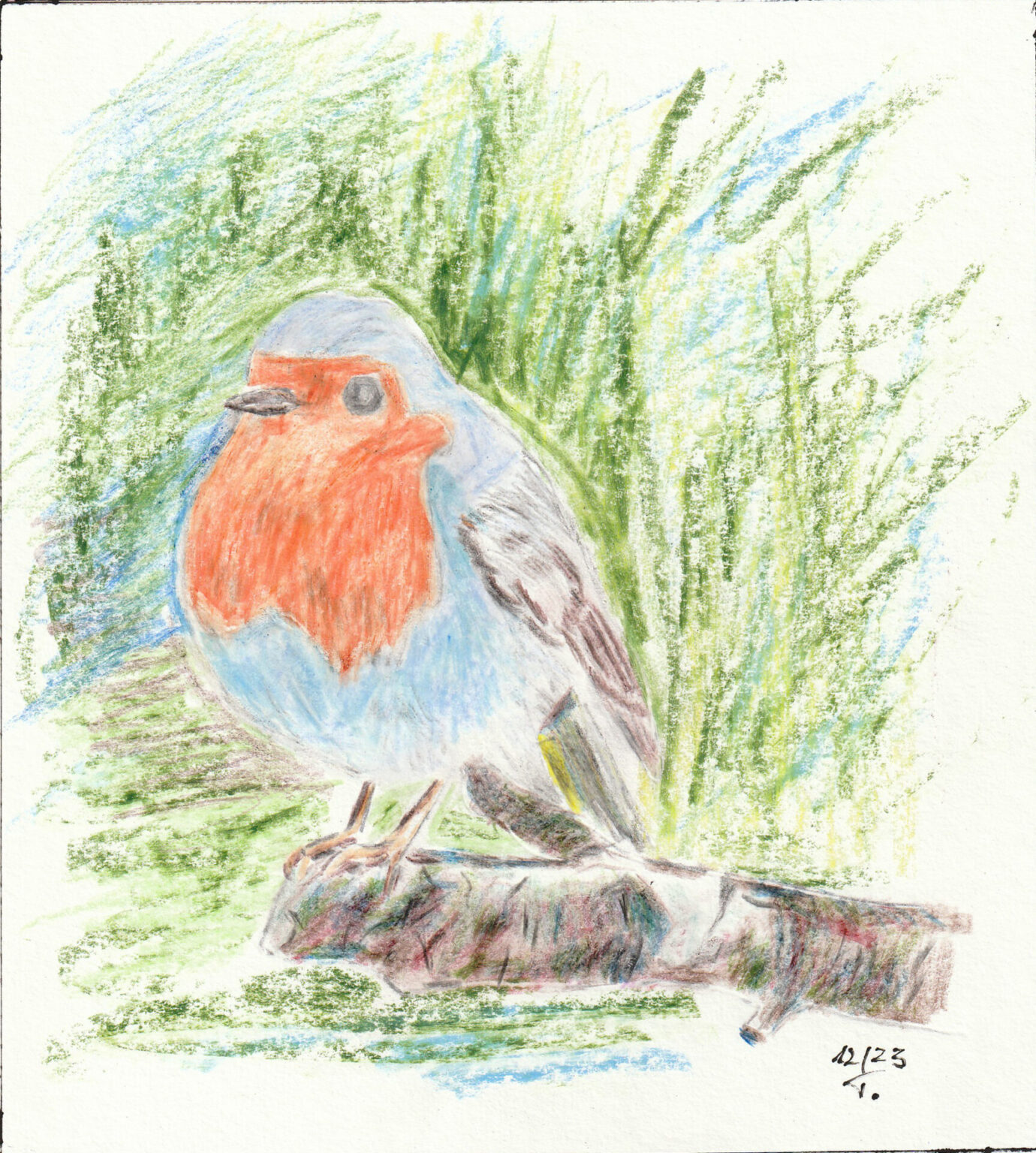 Rotkehlchen / Pastell auf Aquarellpapier