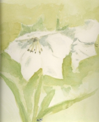 GLOCKENBLUME / Aquarell / 50 x 40 cm / 270 €