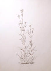 KARDE II / Tusche / 50 x 30 cm / Eigenbesitz