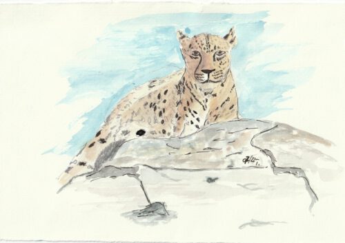 Leopard, Aquarell