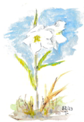 Glockenblume Aquarell